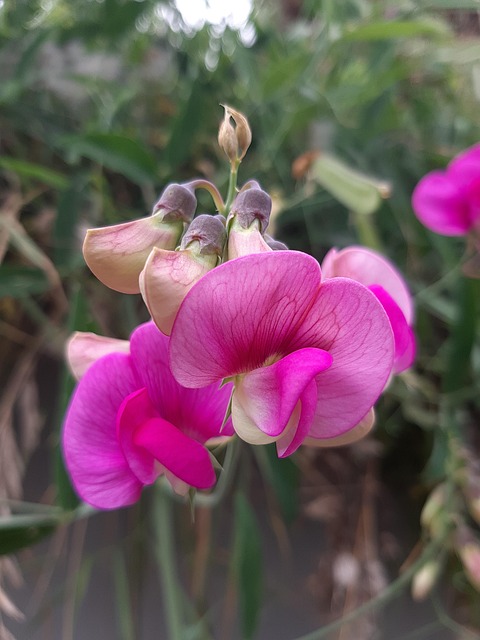 Blüte, Fauna, Blume, Natur, Flora