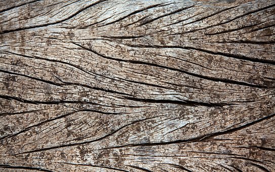 Free Trunk Tree photo and picture
