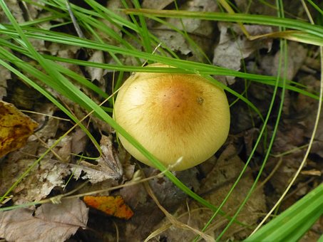 Free Foraging Nature photo and picture