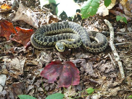 Free Snake Reptile photo and picture