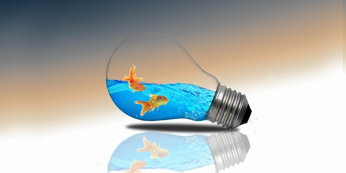 Free Fish Water photo and picture
