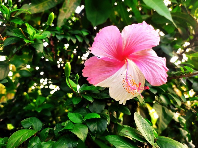 Natuur, Hibiscus Rosa-Sinensis, Bloem