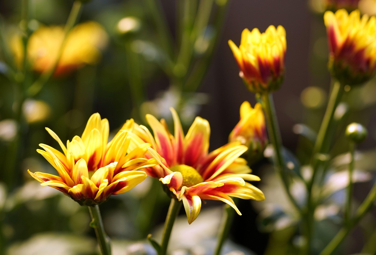 Chrysanthemum Flowers Plant Free photo on Pixabay Pixabay