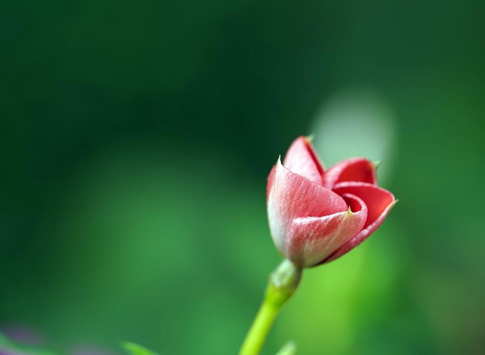 Pervinca Flor Botão - Foto gratuita no Pixabay - Pixabay