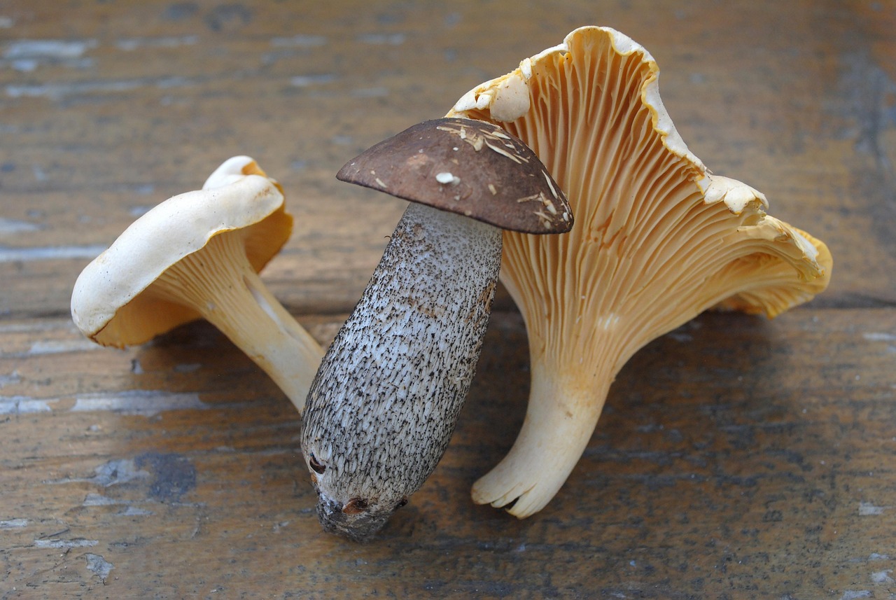 Download free HD stock image of Mushrooms Chanterelle Mushrooms Free Mushrooms Chanterelle Mushrooms photo and picture