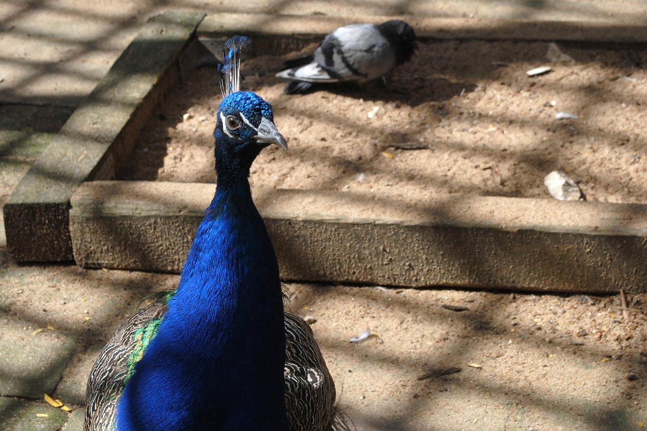 Free Peacock Peafowl photo and picture