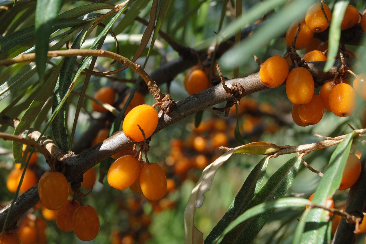 Download free HD stock image of Sea Buckthorns Orange Berries Free Sea Buckthorns Orange Berries photo and picture