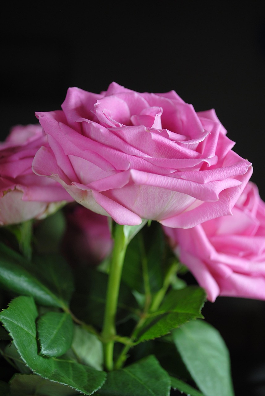 Download free HD stock image of Roses Pink Roses Free Roses Pink Roses photo and picture