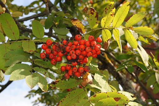 Free Rowan Berries Mountain Ash photo and picture