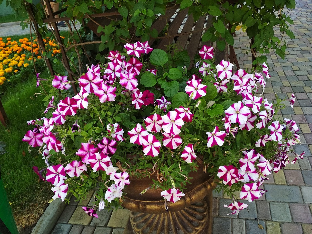 Flower Nature Free Photo On Pixabay Pixabay