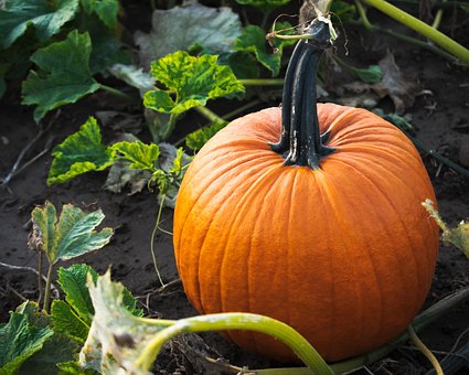 Free Pumpkin Pumpkin Patch photo and picture