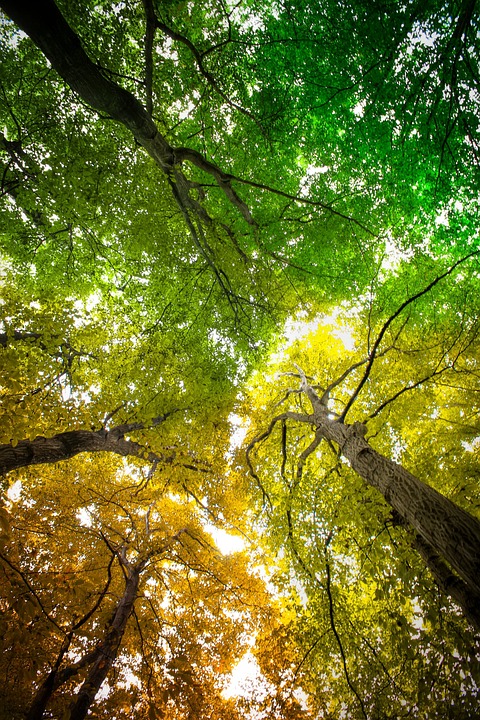 落下 秋天 森林 - Pixabay上的免费照片 - Pixabay