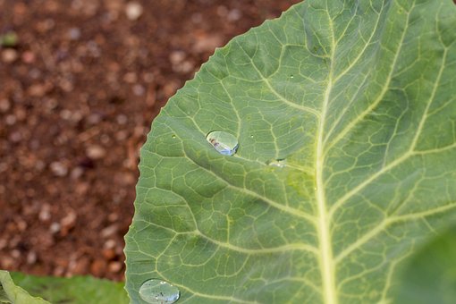 Free Collard Greens Leaf photo and picture