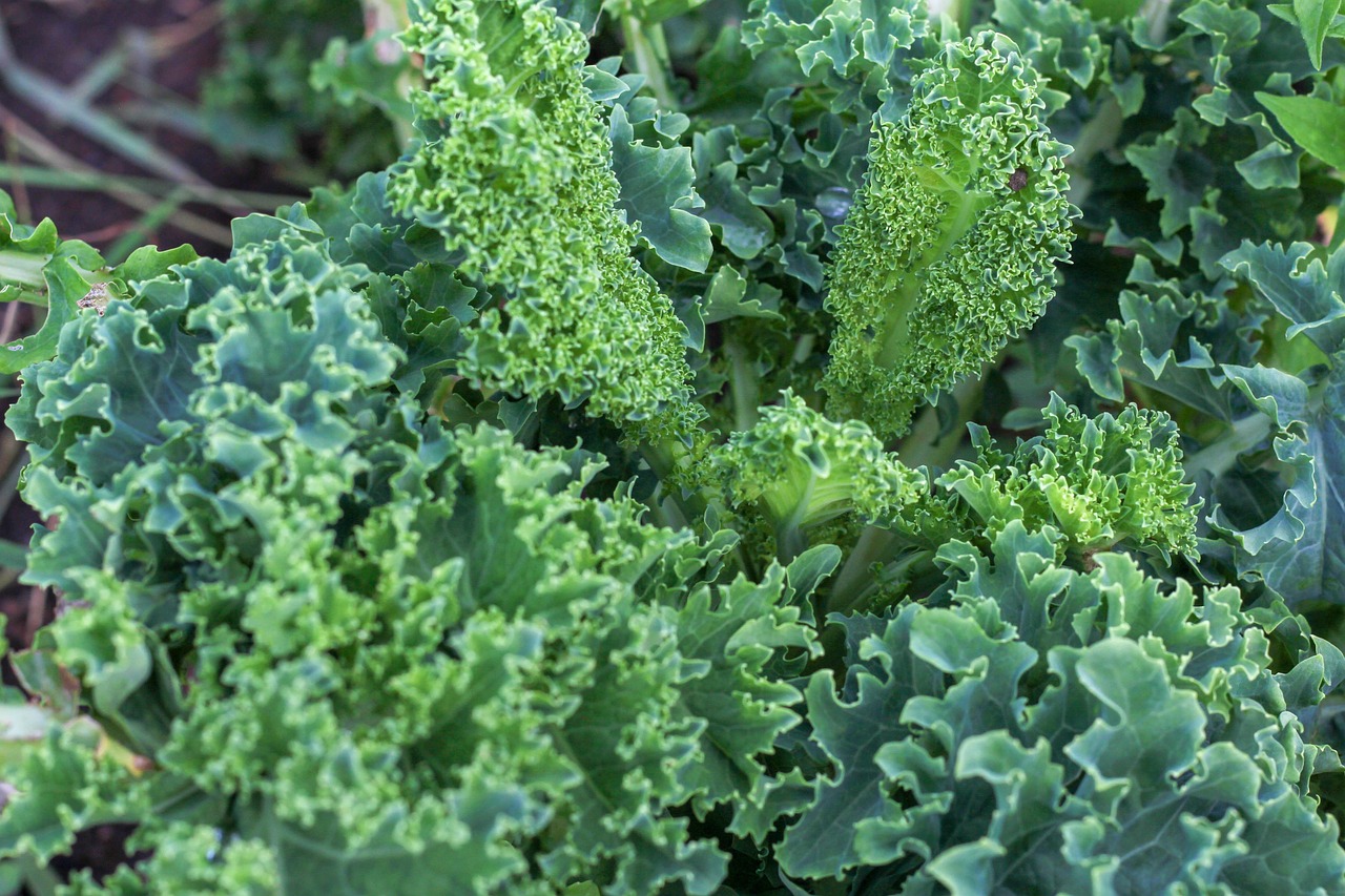 200 + 무료 Kale & 케일 이미지 - Pixabay
