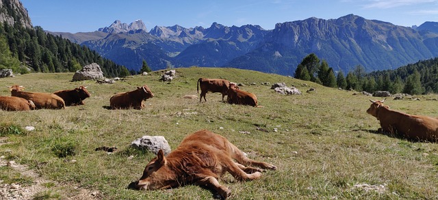Kühe, Weide, Dolomiten, Landschaft