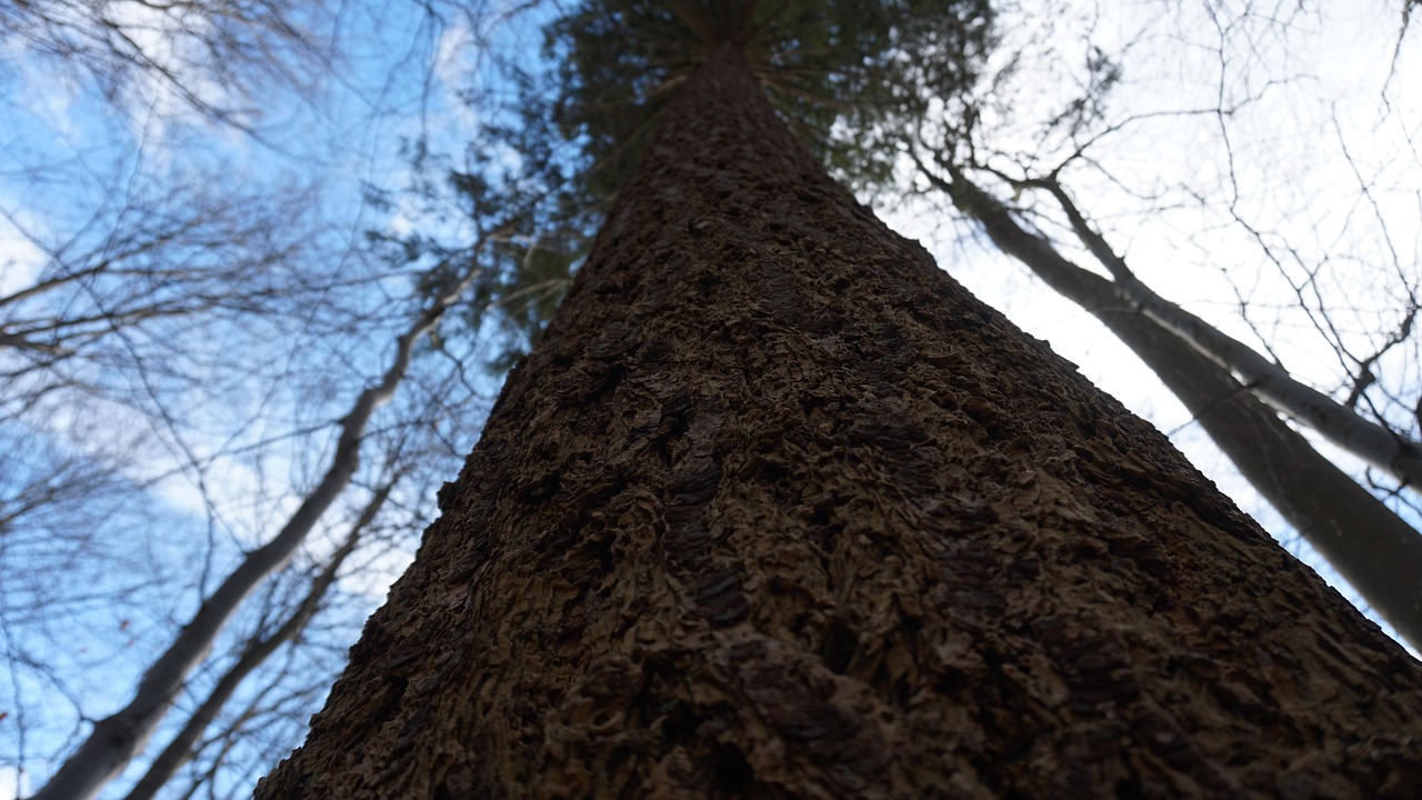 Tree Heaven Forest - Free photo on Pixabay - Pixabay