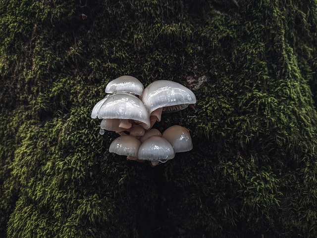 Free Mushrooms Nature photo and picture