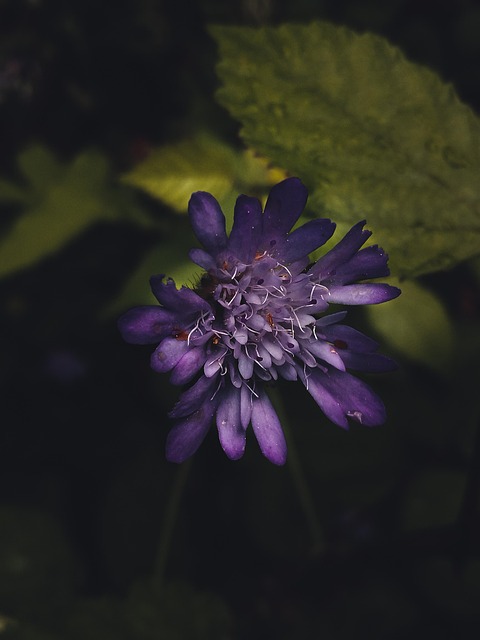Free Purple Flower Nature photo and picture