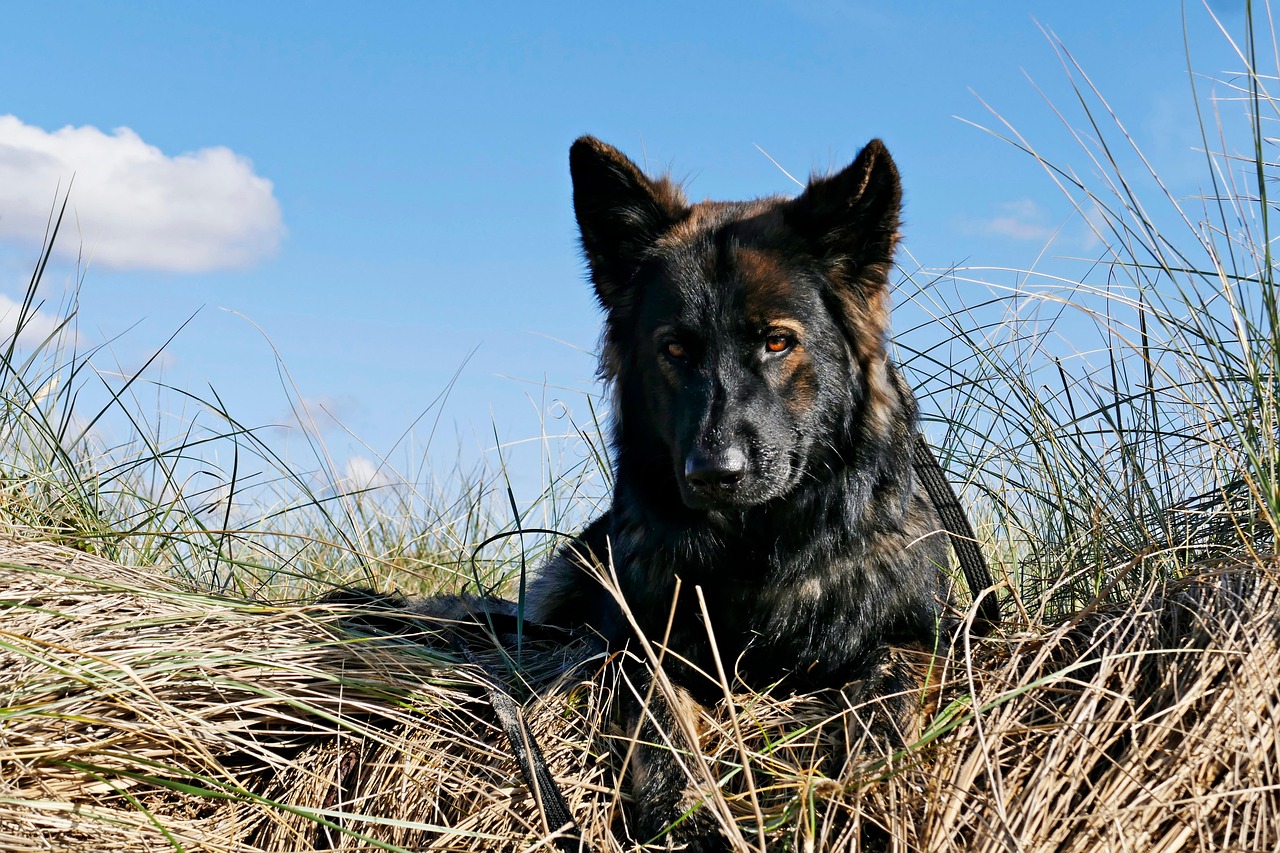 German Shepherd - free online jigsaw puzzle photo