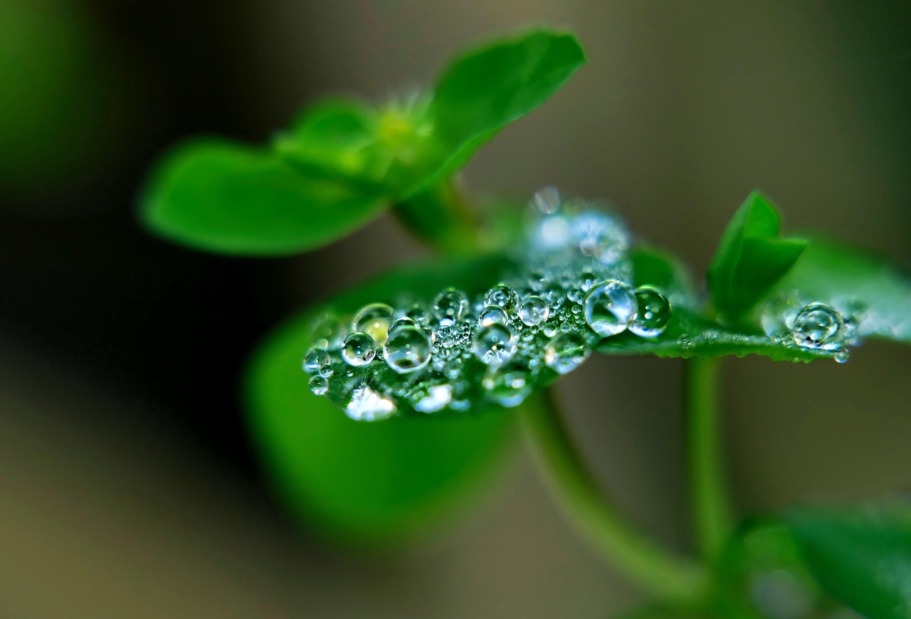 이슬 매크로 물방울 - Pixabay의 무료 사진 - Pixabay