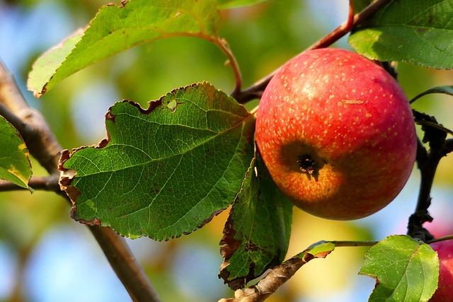 Page 2 - 2,000+ Free Orchard & Nature Images - Pixabay