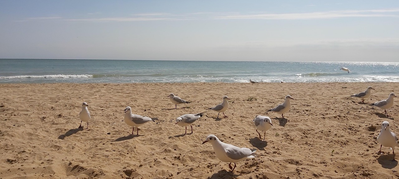 Sanjayka Sea Sand - Free photo on Pixabay - Pixabay