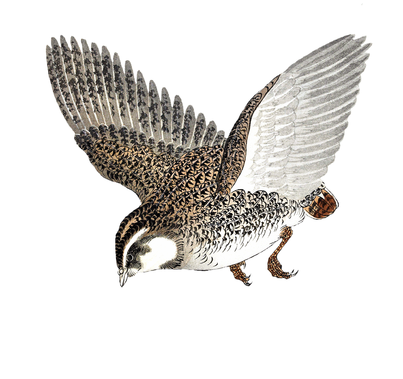 Mais de 10 ilustrações gratuitas de Quail e Codorna - Pixabay