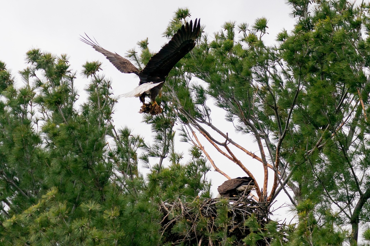 Eagle Example Bird Eagle Ornithology - Free photo on Pixabay - Pixabay
