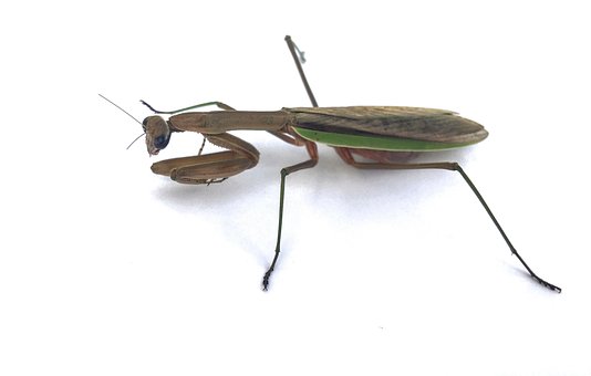 Free Mantis Praying Mantis photo and picture