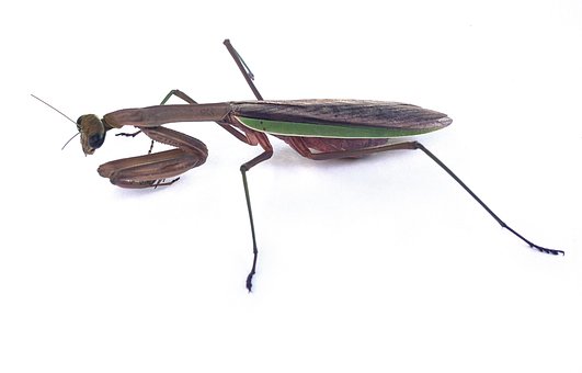 Free Mantis Praying Mantis photo and picture