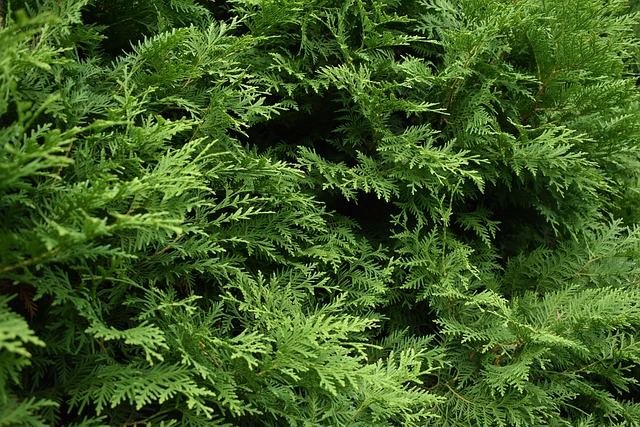 Free Thuja Leaves photo and picture