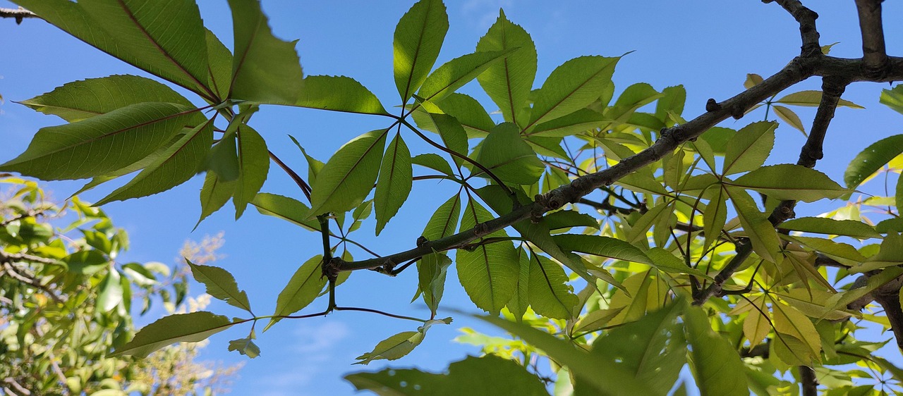 Cielo Ramas Árbol - Foto gratis en Pixabay