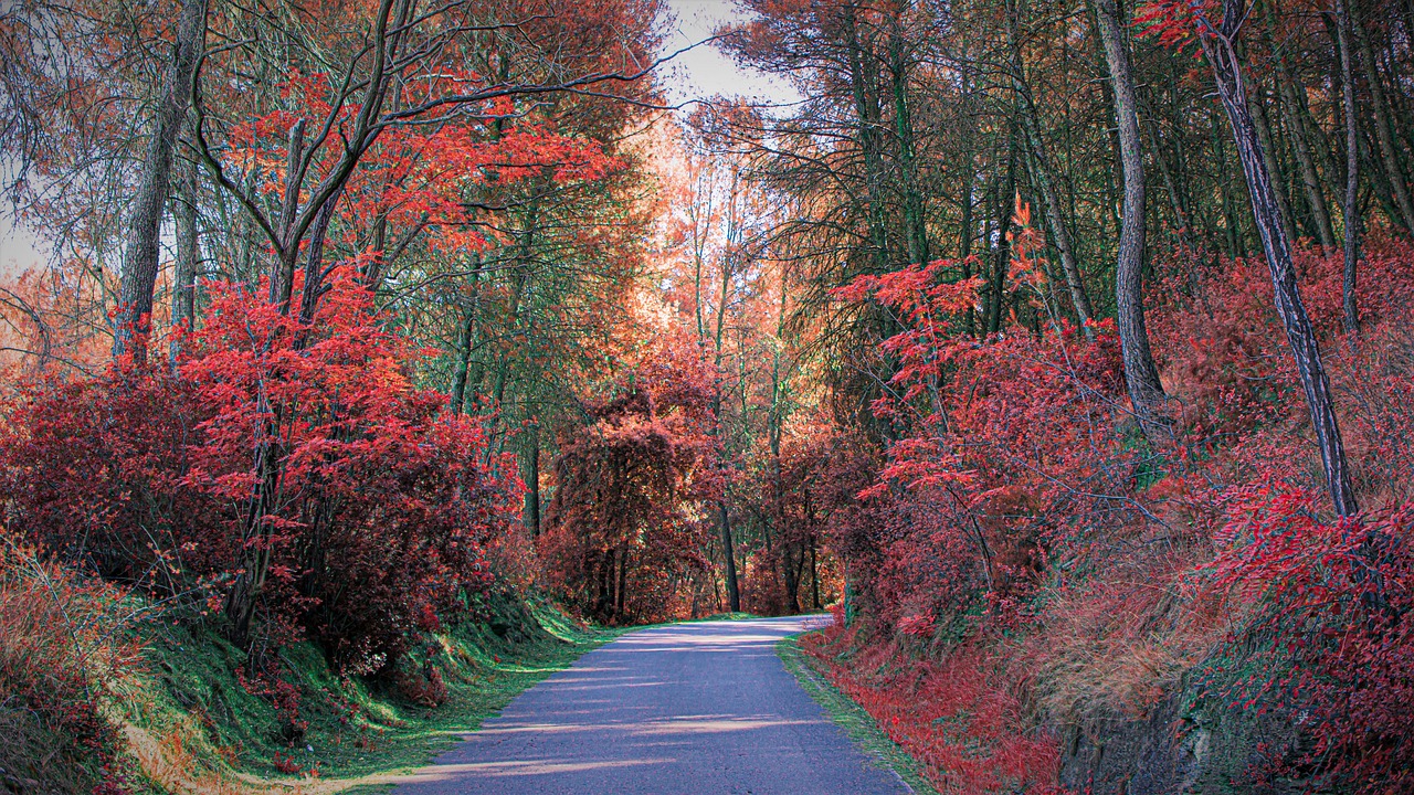 Road - free online jigsaw puzzle photo