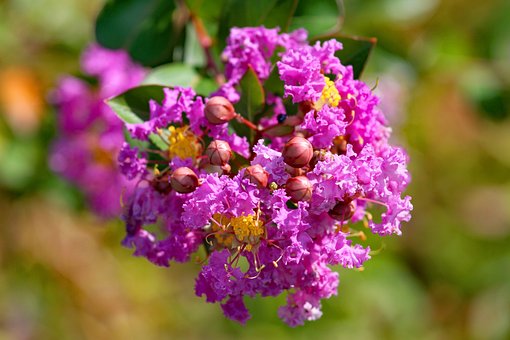 100以上の無料サルスベリ 花画像 Pixabay