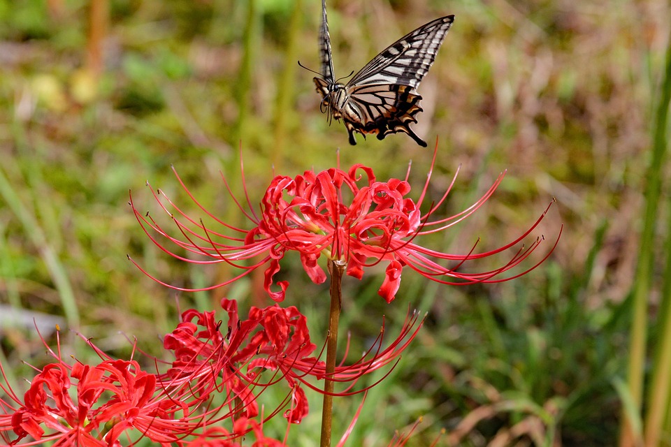 Red Spider Lily Butterfly Flower - Free photo on Pixabay