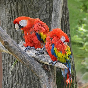 Free Birds Parrots photo and picture