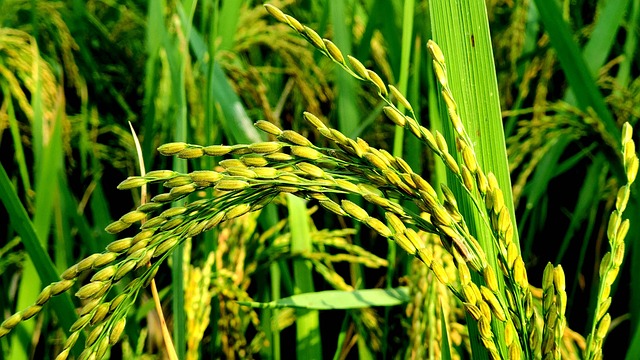 Free Rice Field photo and picture