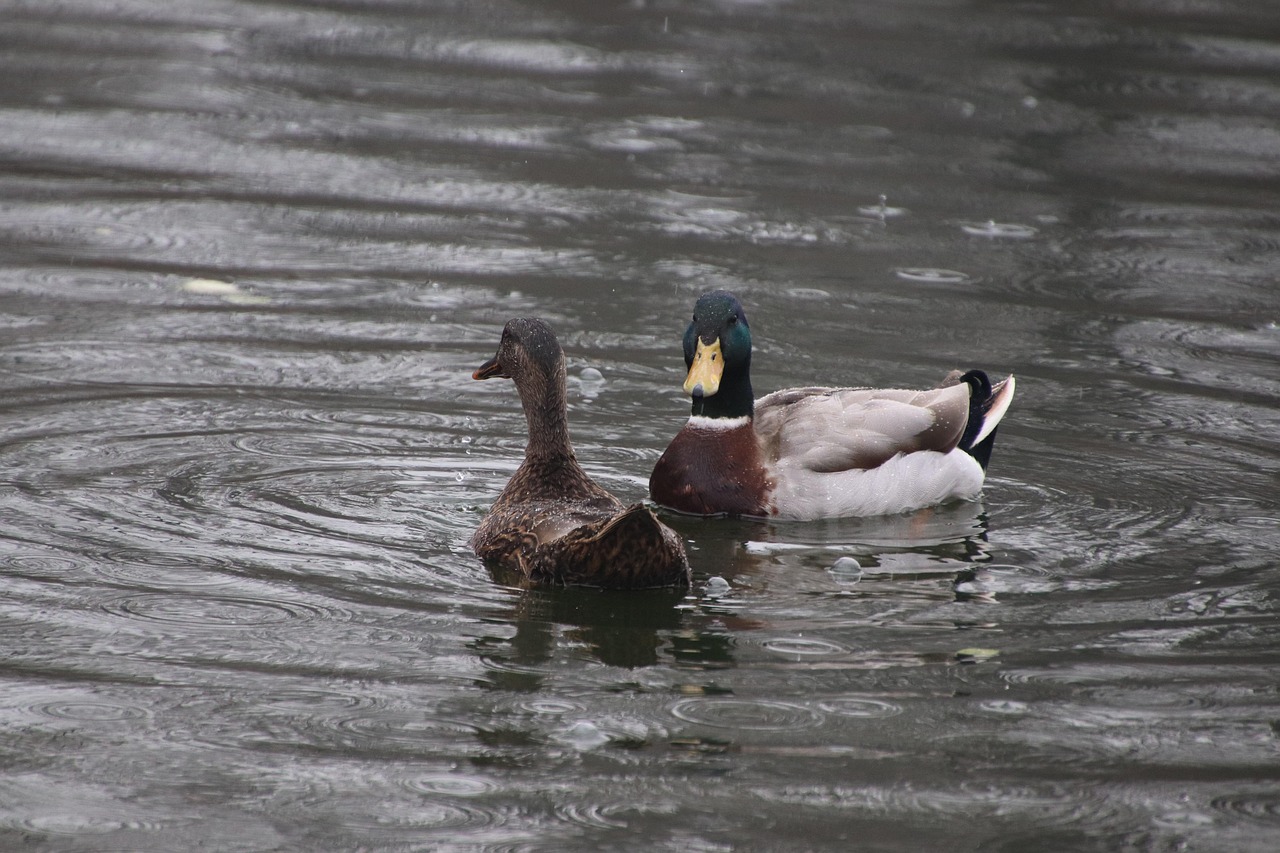 Ducks Mallards Birds - Free photo on Pixabay