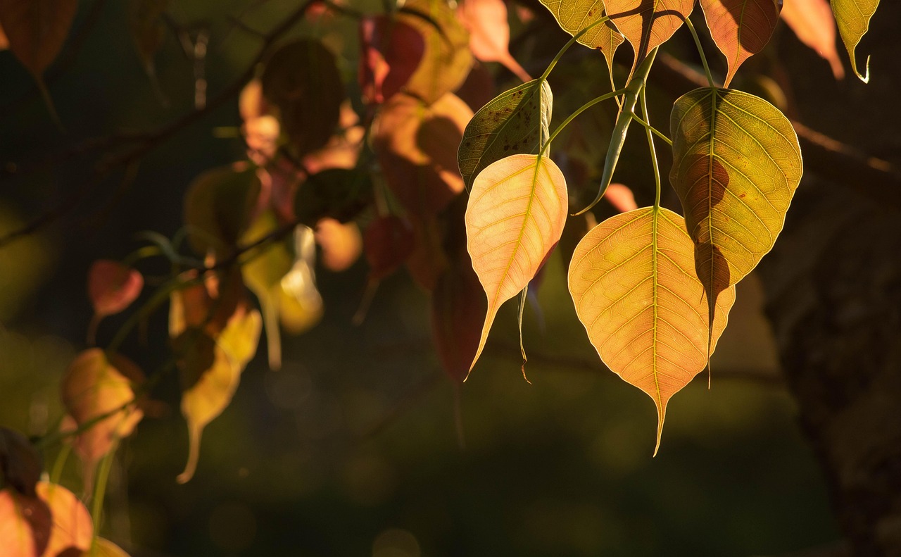 Sacred Fig Bo Tree Leaves Free photo on Pixabay Pixabay