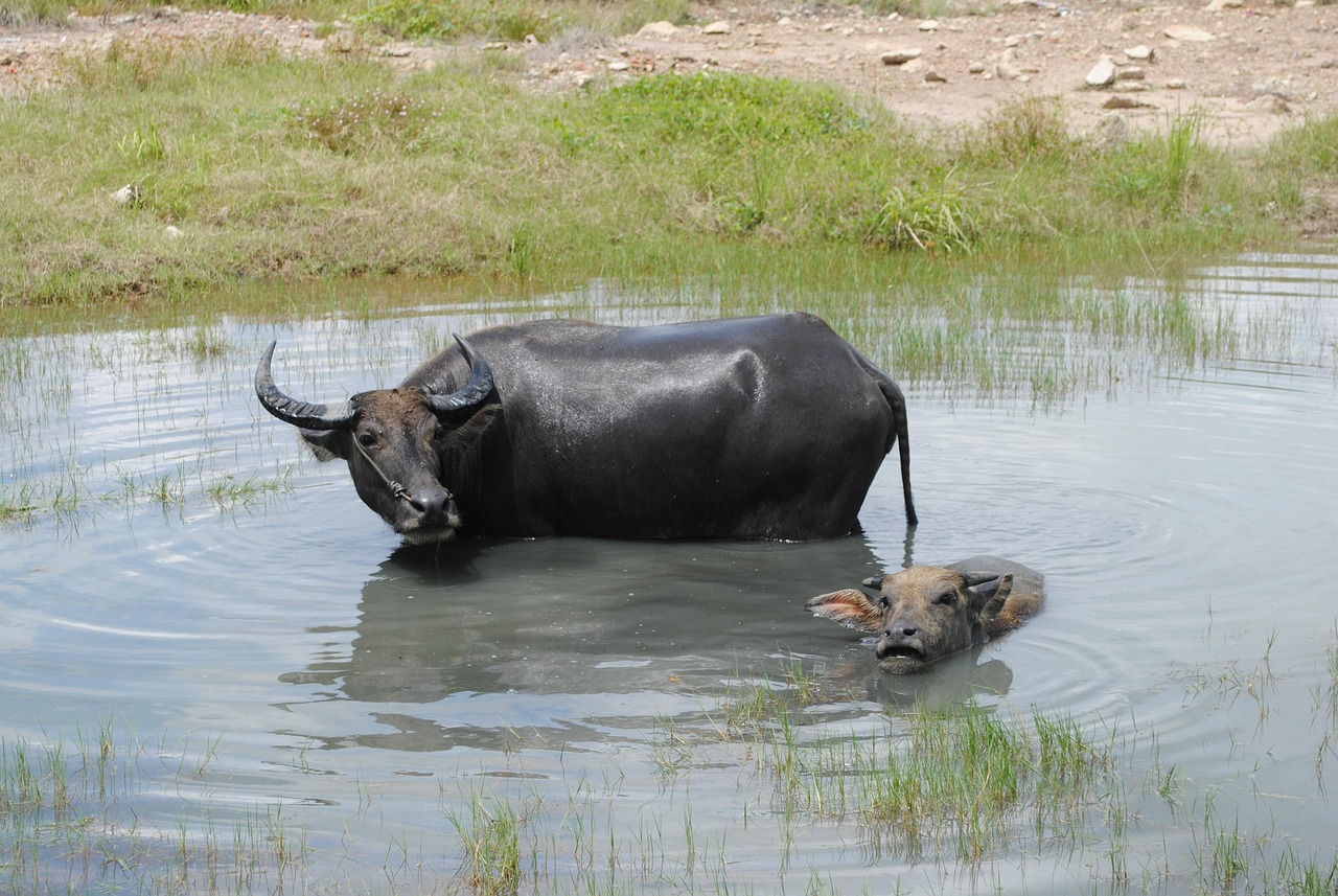Animal - free online jigsaw puzzle photo