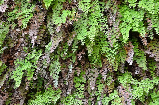 Free Nature Fern photo and picture