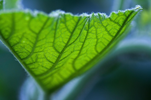 Free Leaf Foliage photo and picture
