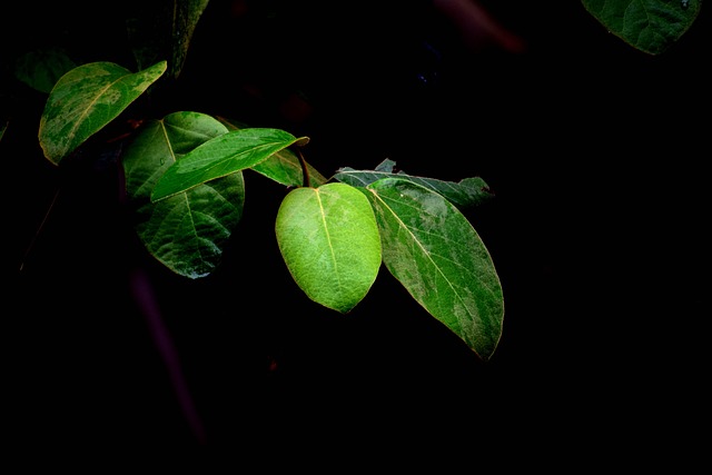 Free Leaves Botany photo and picture