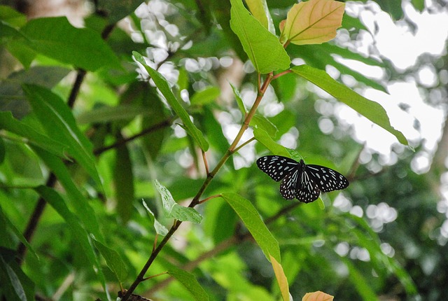 Free Butterfly Insect photo and picture