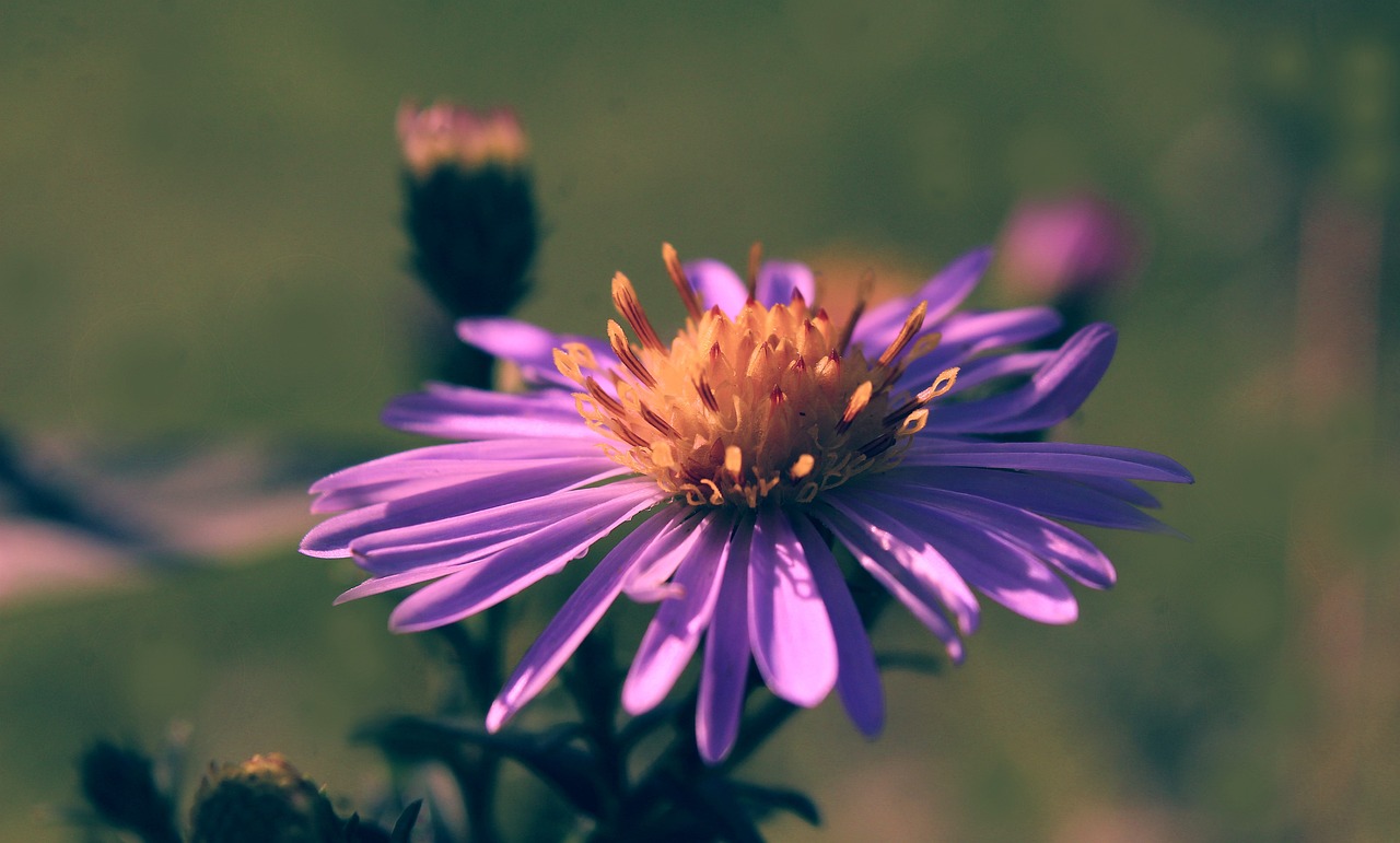 Sitemapcdatahttpscookniqoocomphoto De Profil Nature Fleur