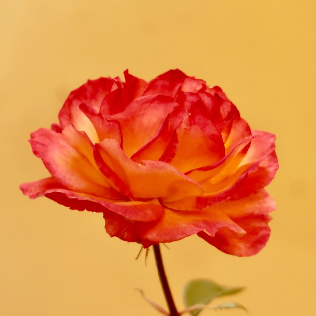 Free Rose Blossom photo and picture