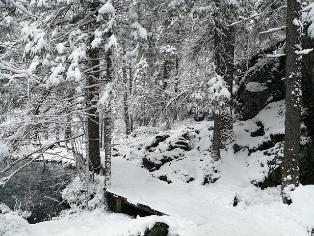 Free Snow Forest photo and picture
