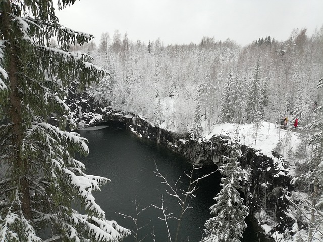 Free Snow Forest photo and picture