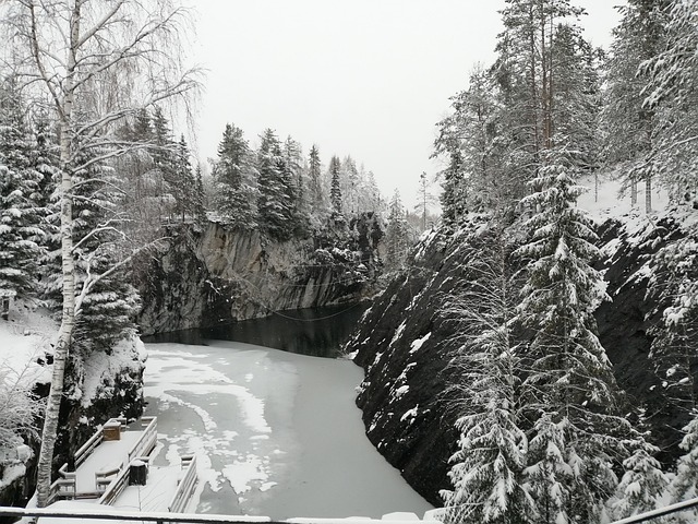 Free Snow Forest photo and picture