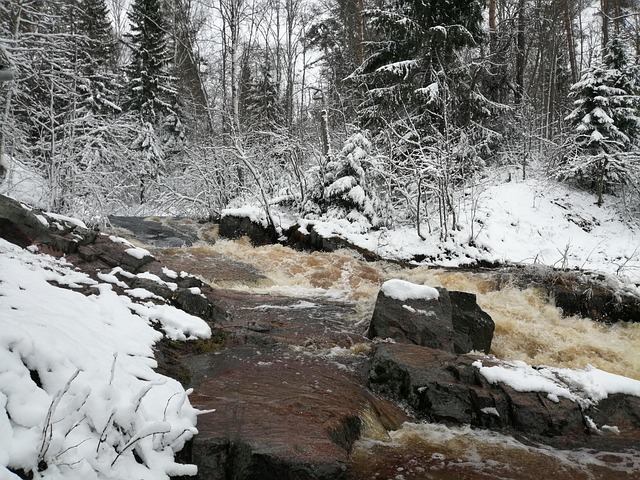 Free Snow Forest photo and picture
